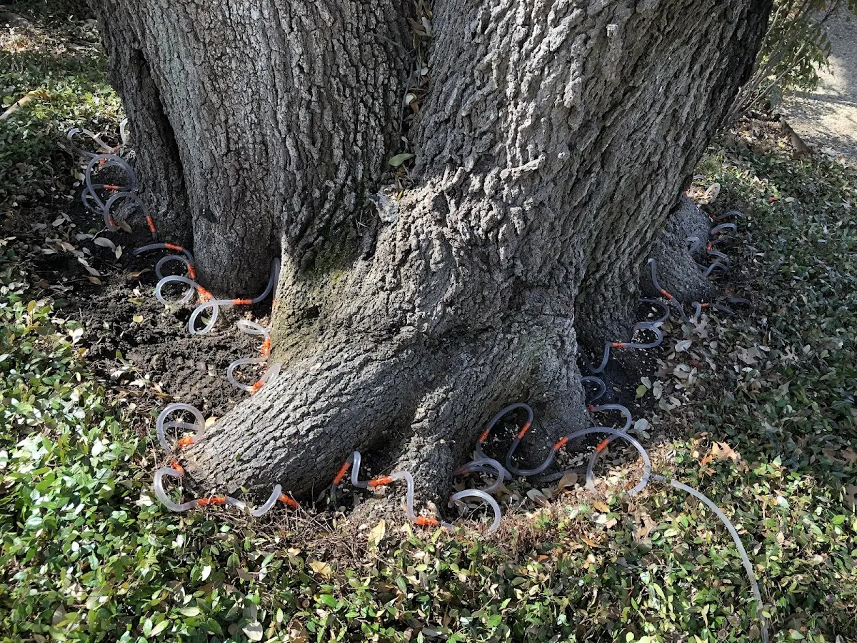 Detailed Tree Cabling and Bracing job site in Gadsden