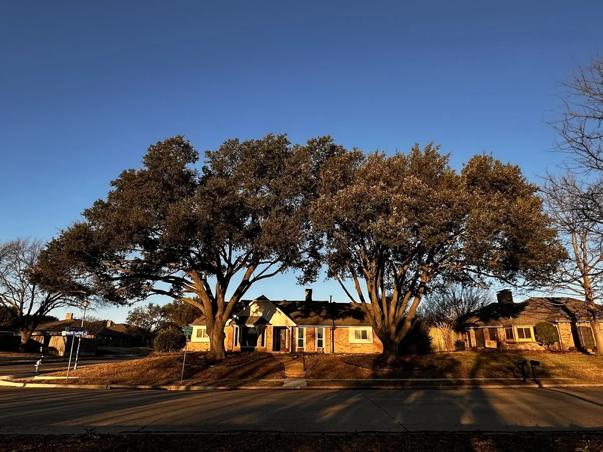 Established residential canopy tree shading a home in Gadsden